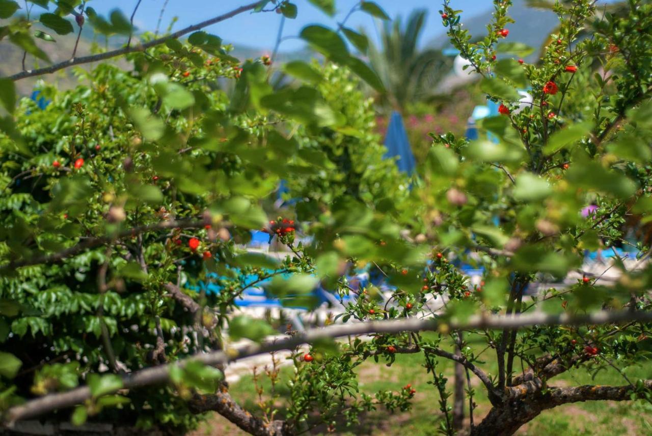 Efrosini Village Kateleios Dış mekan fotoğraf