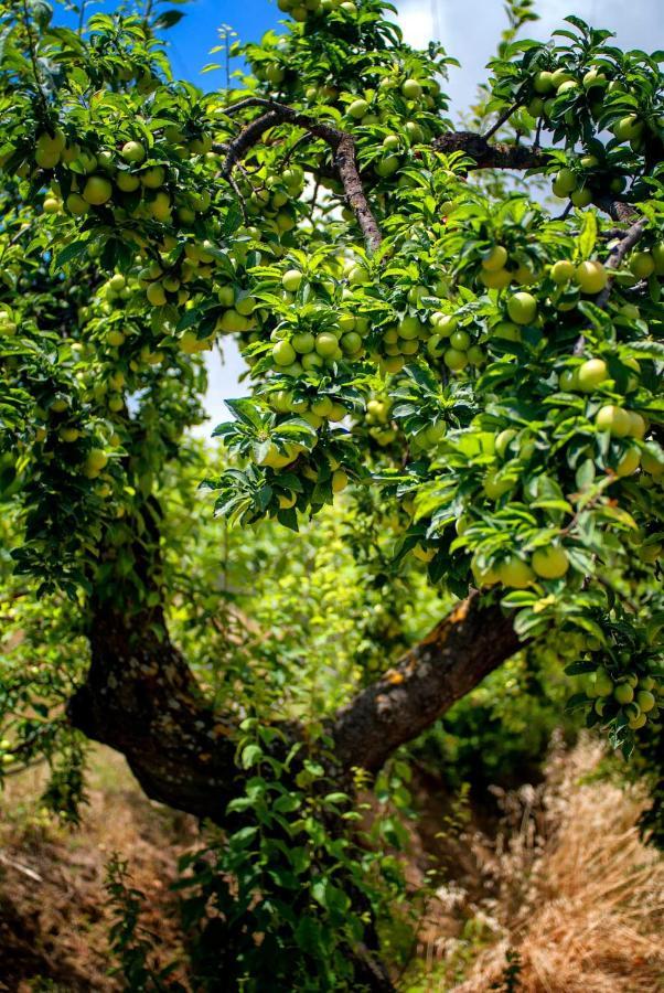 Efrosini Village Kateleios Dış mekan fotoğraf
